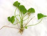 ชาบัวบก Asiatic  Pennywort  Tea